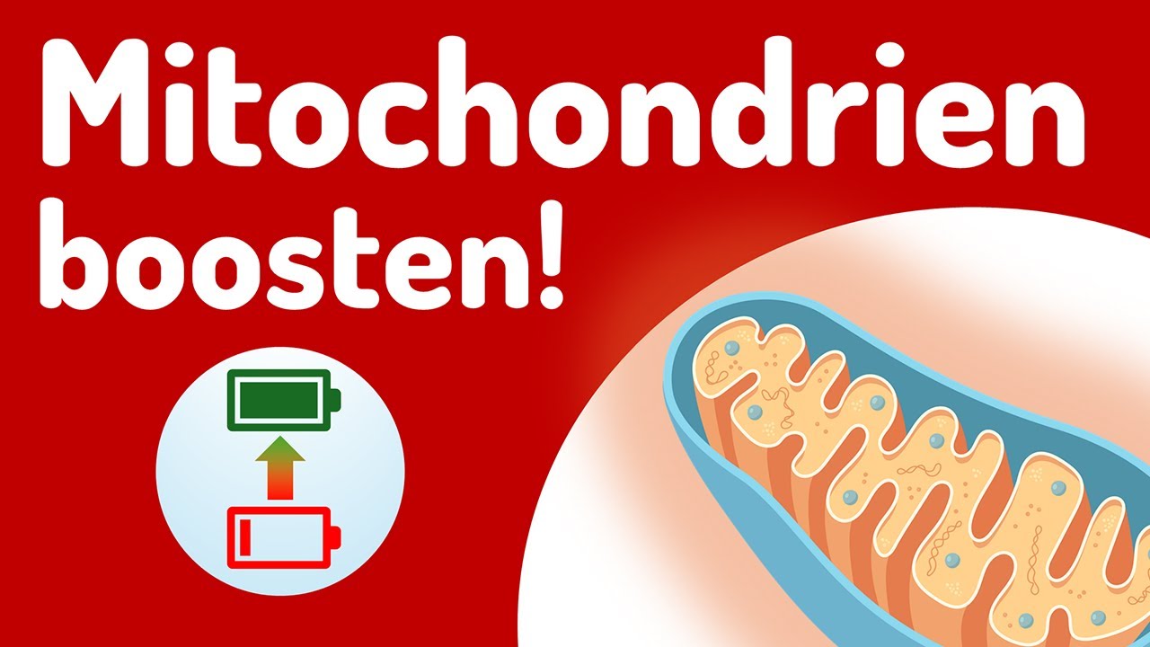 Deshalb sind MITOCHONDRIEN der Schlüssel zu deiner ENERGIE!