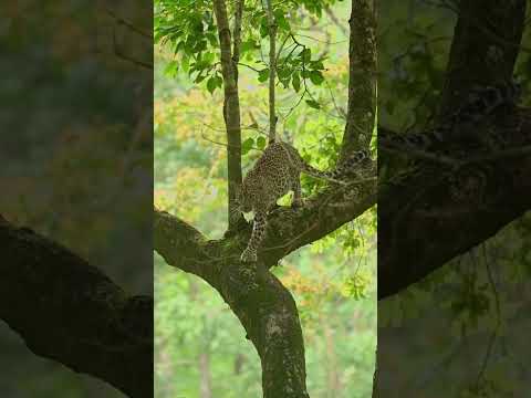 #Shorts_Reels_Jungle_sounds_and_spotting_leopards! #sbd #animals #wildanimals #ai #nature #cute #pet