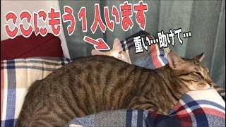 ティガーがロビンの体の上で寝始めてしまったロビンの表情がやばい