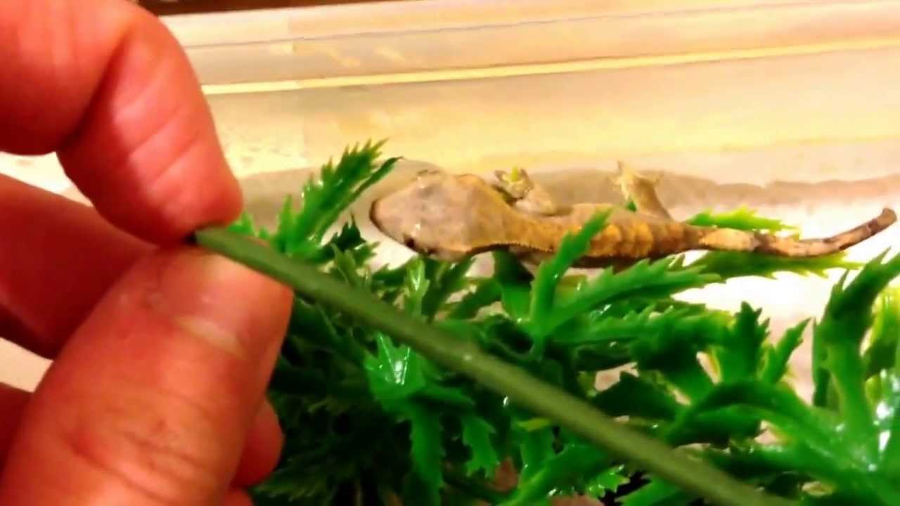 camera iphone 8 plus apk Crested gecko update October 2013