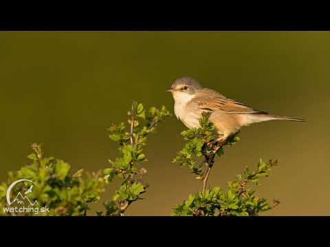 Video: Pašovanie Vtákov Za Hranice - Dobrodružstvá Vo Vládnom Poľnohospodárstve