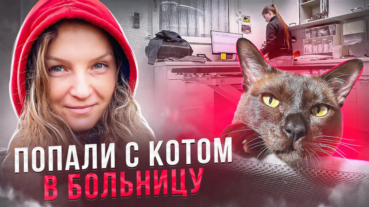 12 - КАКИЕ ДОКУМЕНТЫ НУЖНЫ КОТУ, ЧТОБЫ ПЕРЕСЕЧЬ ГРАНИЦУ/ БОЛЬНИЦА ДЛЯ ЖИВОТНЫХ В ГЕРМАНИИ