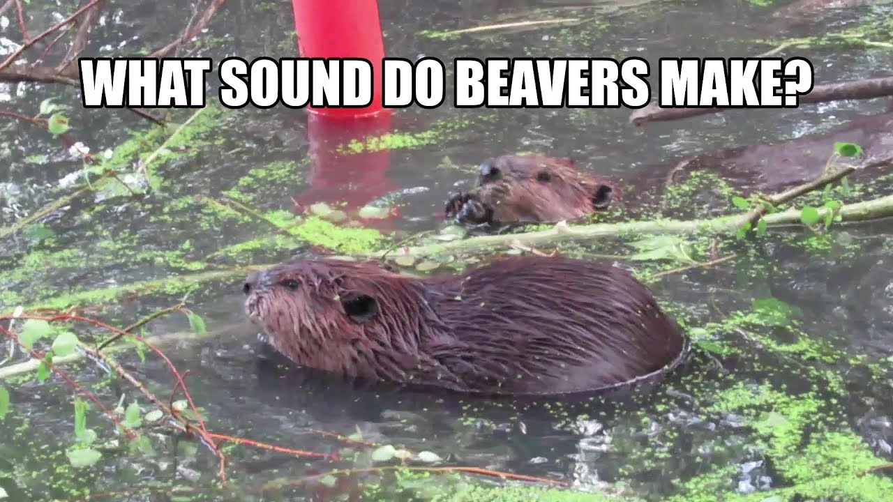 What Sound Do Beavers Make Turn It Up To Hear Them Talk YouTube what-sound-do-beavers-make-turn-it-up-to-hear-them-talk-youtube