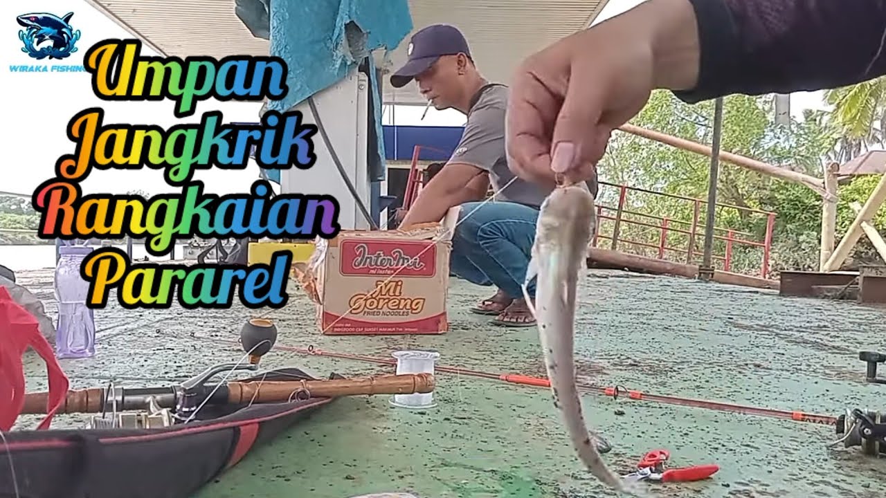 Umpan Jangkrik Rangkaian Pararel || Strike Ikan Sembilang & Juaro Monster || 