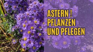 Astern Pflanzen - Astern Winterhart ? Alles Wissenswerte Über Aster Dumosus Und Aster Frikartii