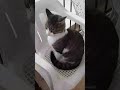 #blackpink  .faidra  cat #blink  by little French 🎀🎀🎀🌸🌸🐱🐱🐱🐱🐱