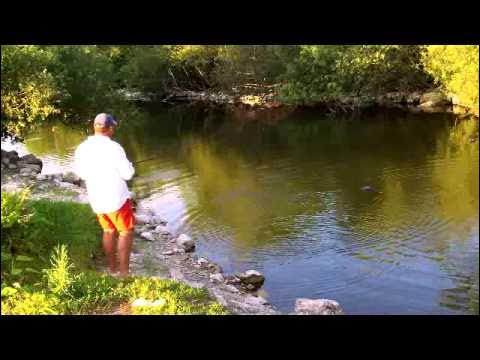 Fisherman Fights WILD Alligator For Fish In Florida SWAMP!! 