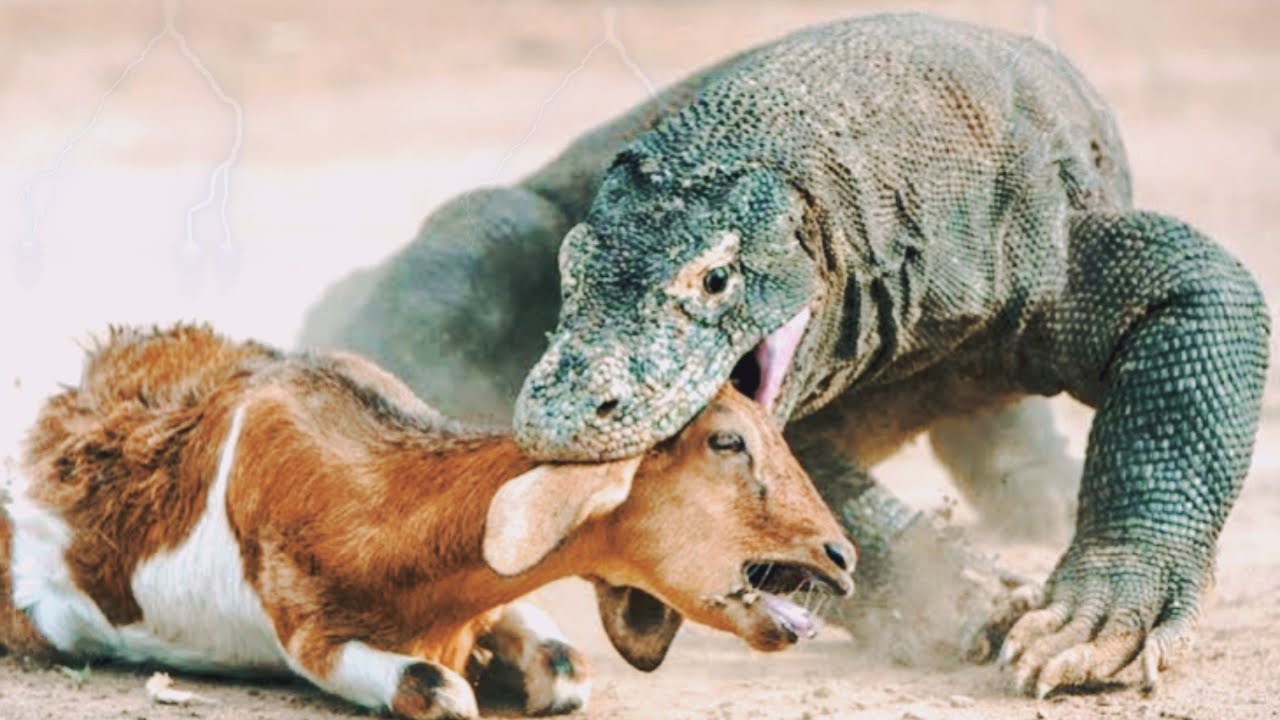 To watch!!! When the Komodo Dragon gets angry - YouTube