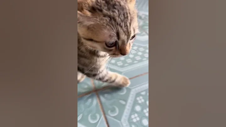 Video 11239811: cats cute kittens playing, cat kittens playing funny