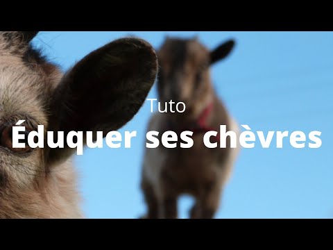 Vidéo: Comment introduire un chien aux chèvres