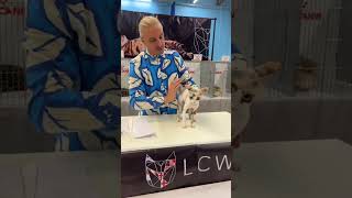 #cat How cute this Devon Rex?  LCWW Cat Extravaganza Leatherhead June 2022 #lc