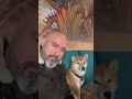 Un Shiba en Madrid #shibainu