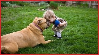 Dogs and Babies - cute dogs playing with baby