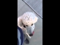 Utah Dog Training- Service Dog Training Utah Dog Training- Service Dog Training
