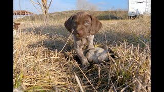 Riley's Puppies 6 Weeks  First Experience With a Duck