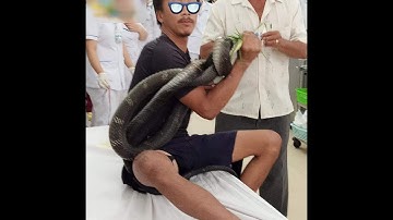 Bị rắn hổ mang chúa cắn nguy kịch, người đàn ông ở Tây Ninh mang  thủ phạm đến bệnh viện-Tin tức 368