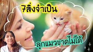 7 สิ่งจำเป็น (อย่าเพิ่งเลี้ยงแมว)ถ้ายังไม่รู้ | ฉบับทาสแมวมือใหม่ เลี้ยงแมวอย่างไรไม่ให้เกิดปัญหา