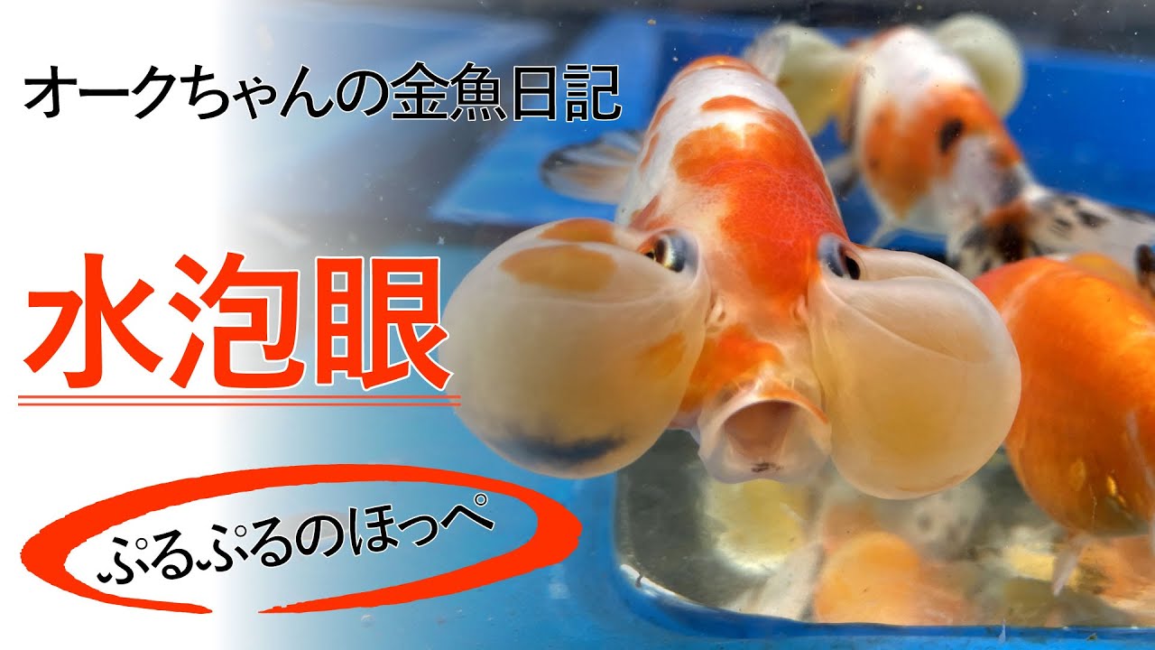 オークちゃんの金魚日記 9 Oak S Goldfish Diary 9 ぷるぷるほっぺの水泡眼 Youtube