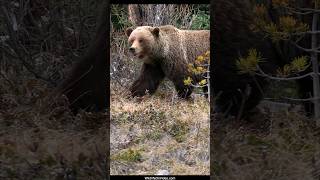 Gait of the Biggest Beautiful Grizzly Bear Sow We Have Seen