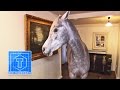 Haus-Pferd | Tiere | ToolTown