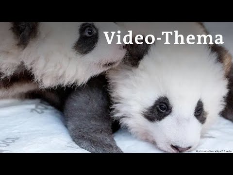 Panda-Babys begeistern Besucher im Berliner Zoo | Deutsch lernen mit Videos