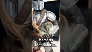 Hamster Mandalorian - star wars