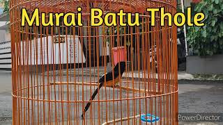 Download Lagu Pancingan Murai Batu biar gacor isian cucak rowo ropel MP3