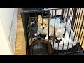 パピー部屋にソフトキャリーとコングを投入!【コーギー】