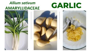 Garlic Allium sativum AMARYLLIDACEAE a culinary plant with numerous health benefits screenshot 5