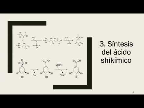 Video: ¿En la ruta del ácido shikímico el ácido shikímico es?