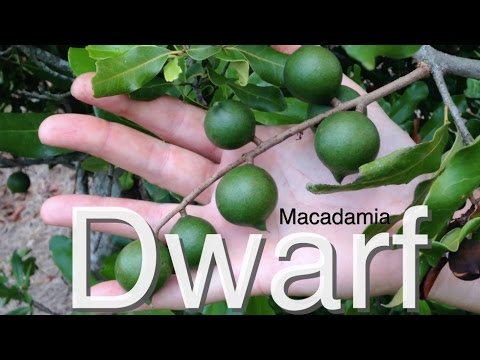 Video: Macadamia Nut: Isang Buong Pandagdag Ng Mga Nutrisyon Na Katutubong Sa Australia