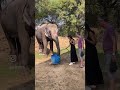 Elefun Elephant Sanctuary in Jaipur