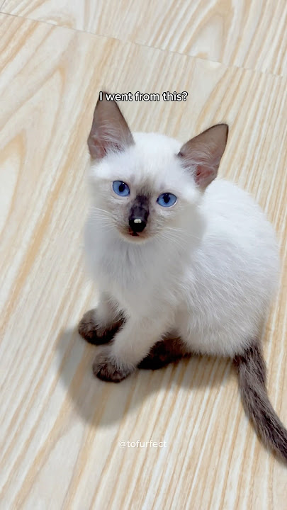 watch my siamese kitten grow up 🥹 #cat #viral #cute