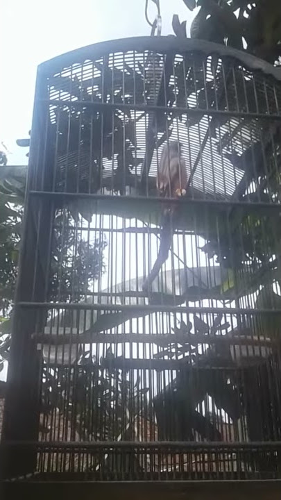 Cendet desa, isian belalang kecek