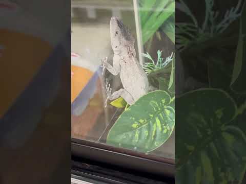How much for a Cuban False Chameleon at PetSmart 2024? #reptiles #animals