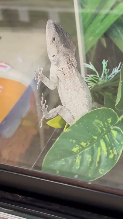 How much for a Cuban False Chameleon at PetSmart 2024? #reptiles #