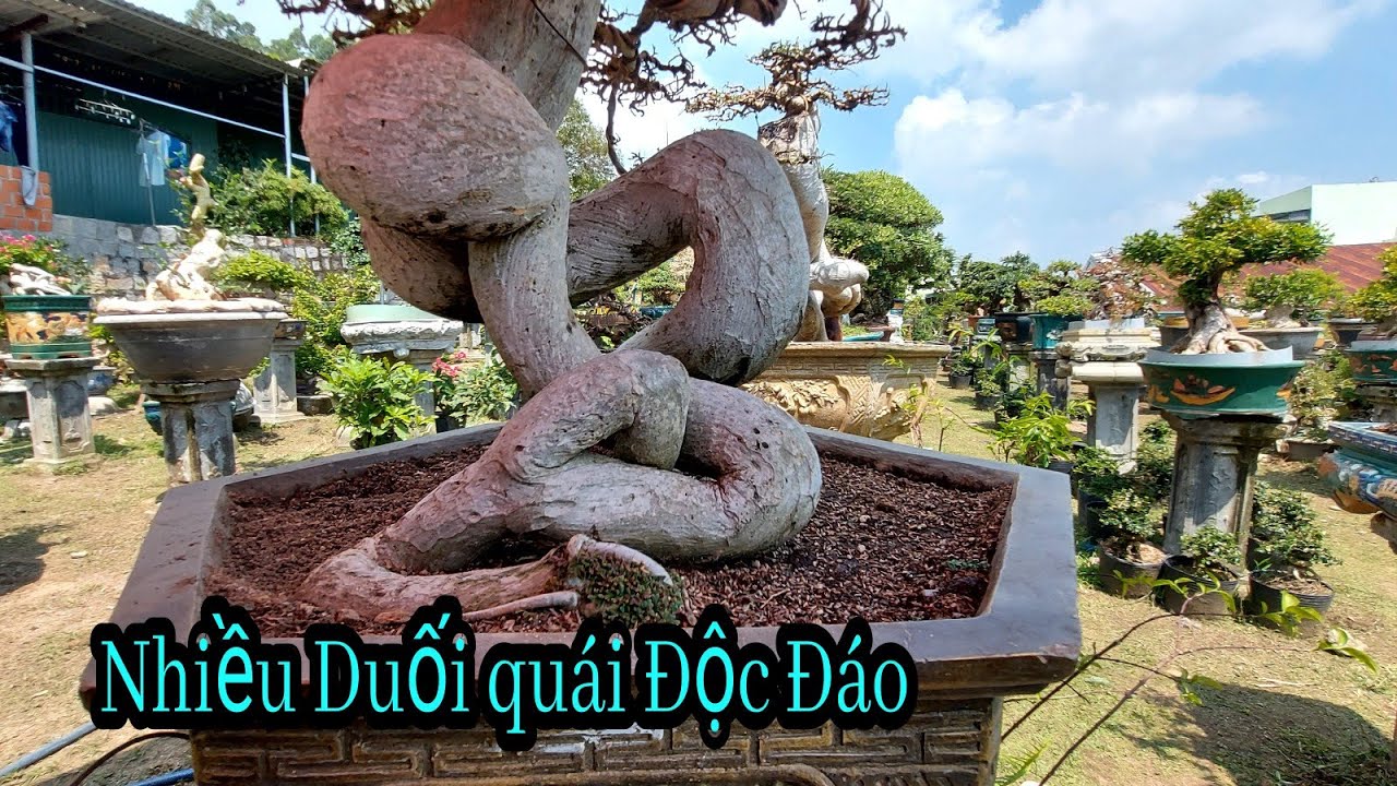 Cực kỳ đã mắt với những Tuyệt phẩm Duối quái tại vườn bonsai Xuân Trí, Quy Nhơn, Bình Định