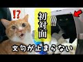 遂に初対面！先住猫の反応が予想外すぎた