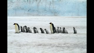 Beautiful Penguins Collectionwith Relaxing Music #penguins #relax #relaxation #winter #arctic
