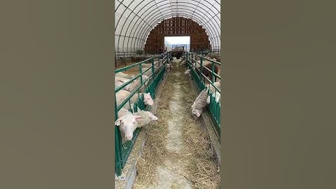Before & After Lakeland Farm Equipment - Quiet Sheep = Happy Sheep