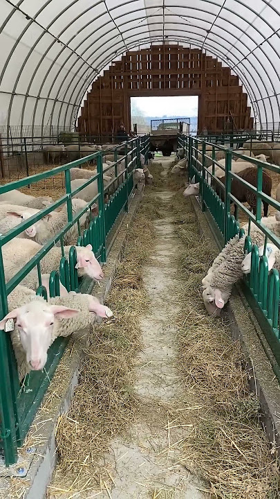 Before & After Lakeland Farm Equipment - Quiet Sheep = Happy Sheep