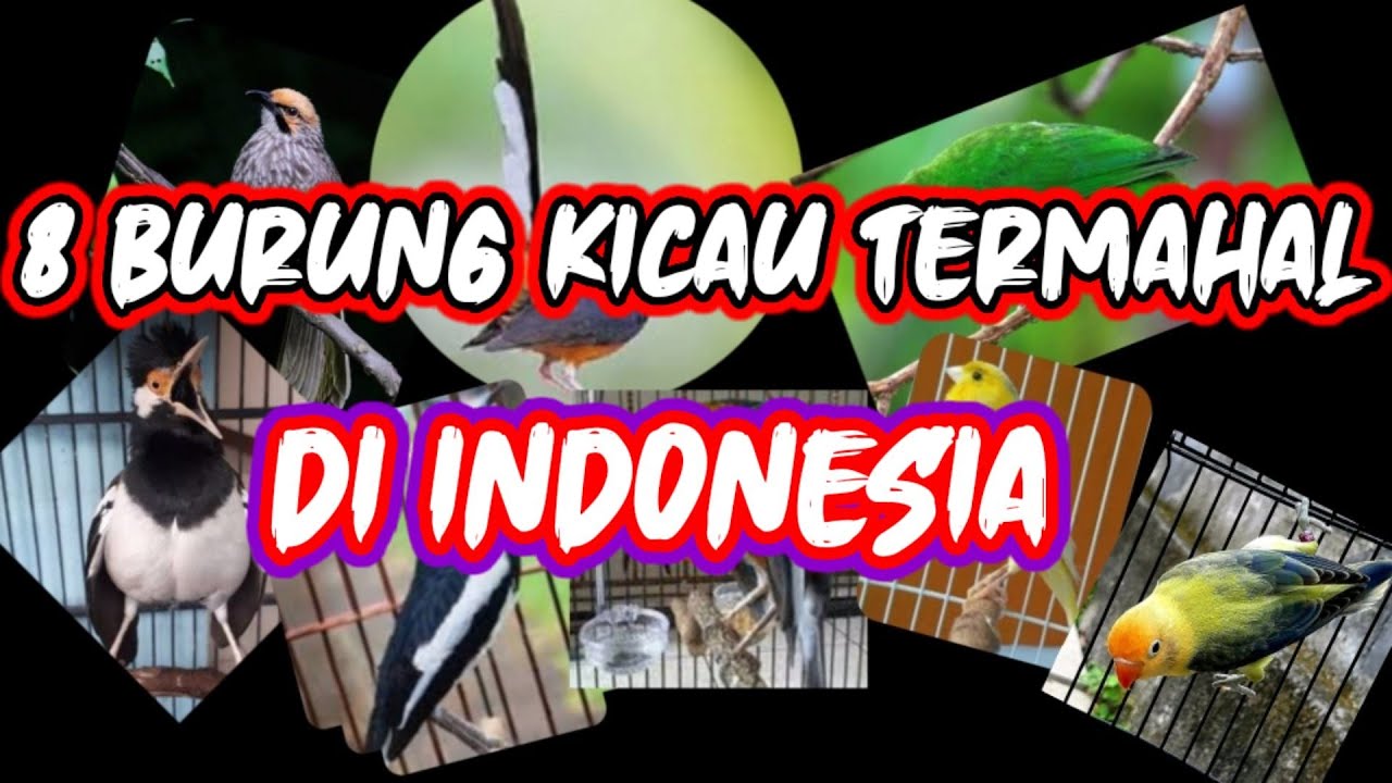 8 burung kicau termahal di Indonesia 
