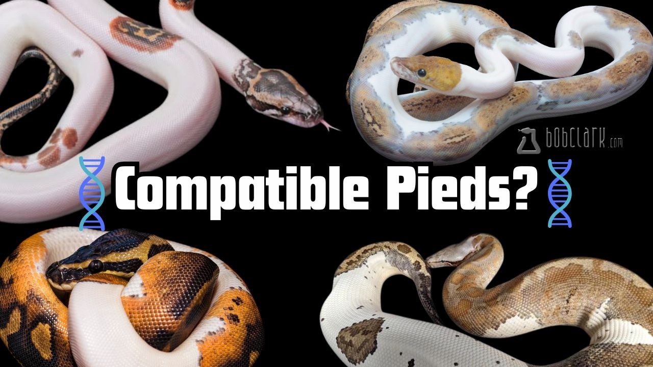 It's TFEC All The Way Down! Feat. Bob Clark | Reptile Genetics Weekly Ep 163