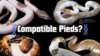Wait, They're Compatible Piebalds Feat. Bob Clark | Reptile Genetics Weekly Ep 163