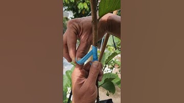 Ghép chui ổi   #bienfarm #farming