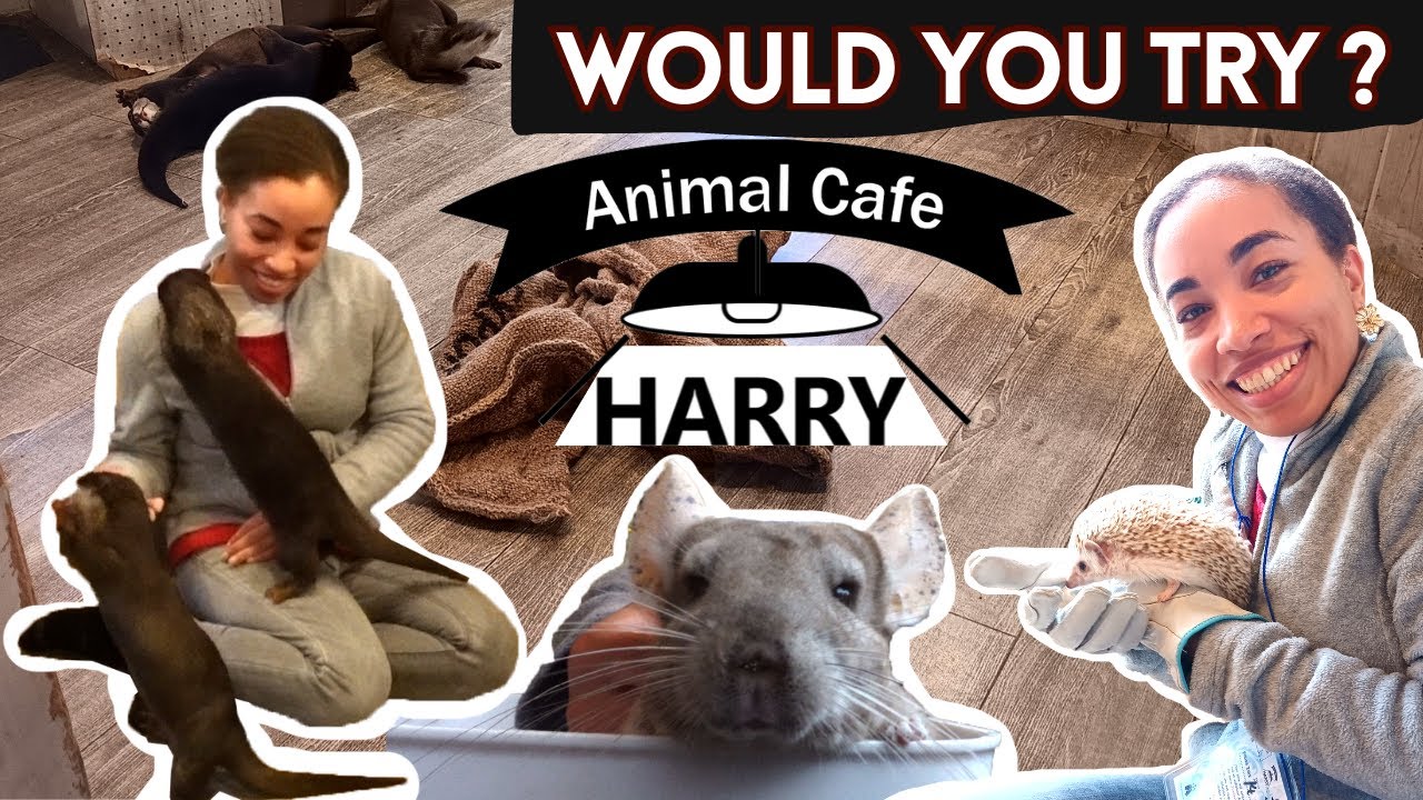 Cozy Tokyo Harajuku Harry Animal Cafe Visit