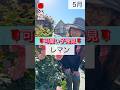 🌹可愛い子発見🌹レマン　#相原バラ園 #バラ #バラ園 #バラ栽培