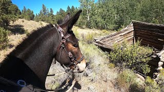 Horseback riding the Huerfano wildlife area near Redwing, Colorado on “Woodrow the mule”