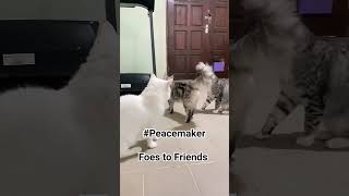 From Foes To Friends Watch As One Cat Plays Peacemaker