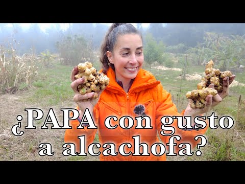TOPINAMBUR o ALCACHOFA DE JERUSALEM by Mi Jardin en el Desierto